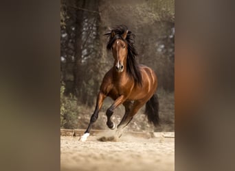 PRE Mix, Stallion, 9 years, 16,1 hh, Brown