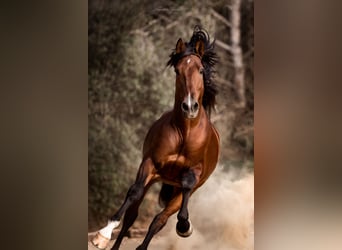 PRE Mix, Stallion, 9 years, 16,1 hh, Brown