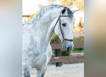 PRE, Stallion, 9 years, 16.1 hh, Gray-Dapple