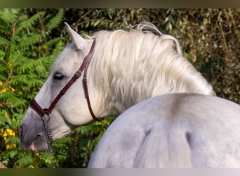 PRE Mix, Stallion, 9 years, 16,1 hh, Gray