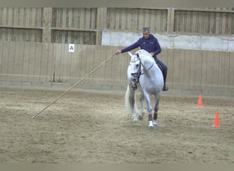 PRE, Stallion, 9 years, 16.1 hh, Gray