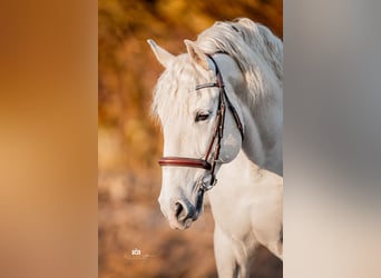 PRE, Stallion, 9 years, 16.1 hh, Gray