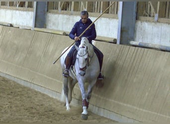 PRE, Stallion, 9 years, 16.1 hh, Gray