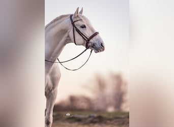 PRE, Stallion, 9 years, 16.1 hh, Gray