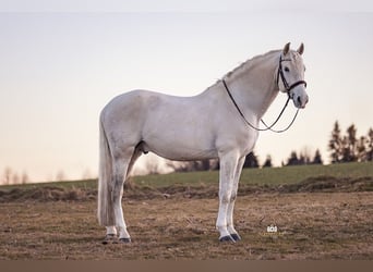 PRE, Stallion, 9 years, 16.1 hh, Gray