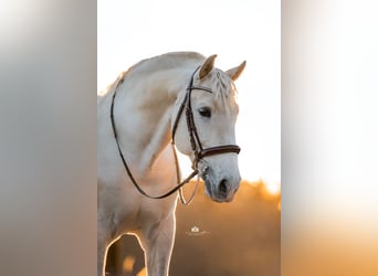 PRE, Stallion, 9 years, 16.1 hh, Gray
