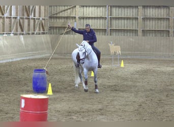 PRE, Stallion, 9 years, 16.1 hh, Gray