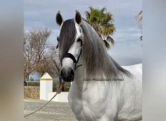 PRE, Stallion, 9 years, 16.1 hh, White