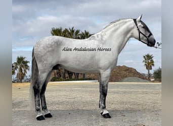 PRE, Stallion, 9 years, 16.1 hh, White