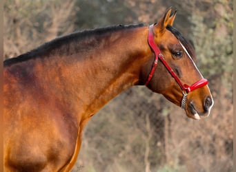 PRE Mix, Stallion, 9 years, 16.2 hh, Brown