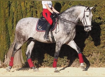 PRE, Stallion, 9 years, 16.2 hh, Gray-Dapple