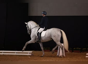 PRE, Stallion, 9 years, 16.2 hh, Gray
