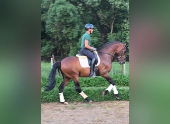 PRE Mix, Stallion, 9 years, 16 hh, Bay