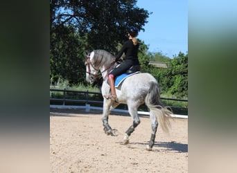 PRE Mix, Stallion, 9 years, 16 hh, Gray-Dapple