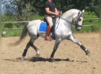PRE Mix, Stallion, 9 years, 16 hh, Gray-Dapple