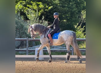 PRE Mix, Stallion, 9 years, 16 hh, Gray-Dapple