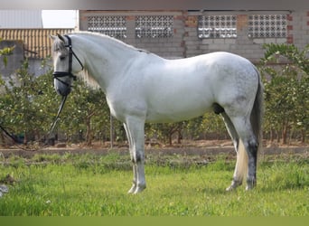 PRE Mix, Stallion, 9 years, 16 hh, Gray