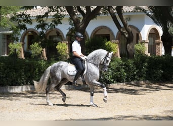 PRE Mix, Stallion, 9 years, 16 hh, Grey-Dapple