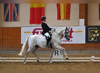 PRE Mix, Stallion, 9 years, 16 hh, Grey