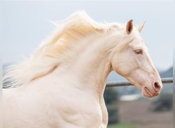 PRE Mix, Stallion, 9 years, 16 hh, Perlino