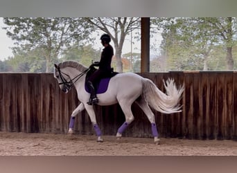 PRE Mix, Stallion, 9 years, 16,1 hh, Grey