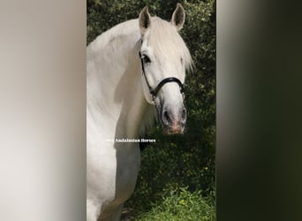 PRE Mix, Stallion, 9 years, 16,1 hh, White
