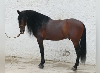 PRE, Stallion, 9 years, 16,2 hh, Bay