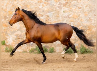 PRE Mix, Stallion, 9 years, 16,2 hh, Brown