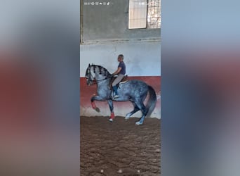 PRE, Stallion, 9 years, 17,1 hh, Gray-Dapple