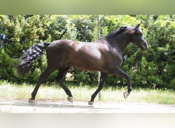 PRE, Stallion, 9 years, 17.2 hh, Black