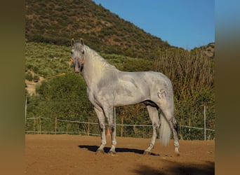 PRE, Stallion, 9 years, 17 hh, Gray