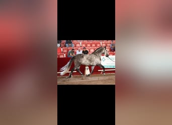 PRE, Stallion, 9 years, 17 hh, Gray
