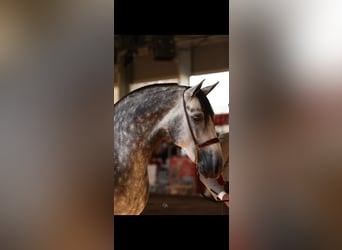 PRE, Stallion, 9 years, 17 hh, Gray