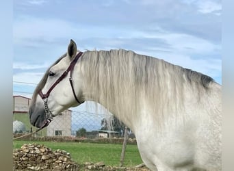 PRE, Stallion, 9 years, 17 hh, Grey-Fleabitten