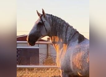 PRE, Stallion, 9 years, 17 hh, Grey-Fleabitten