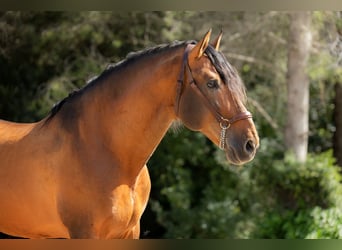 PRE, Stallion, 9 years, 17 hh