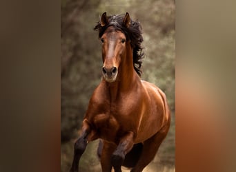 PRE, Stallion, 9 years, 17 hh