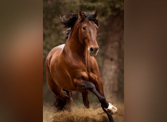 PRE, Stallion, 9 years, 17 hh