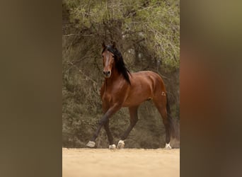 PRE, Stallion, 9 years, 17 hh