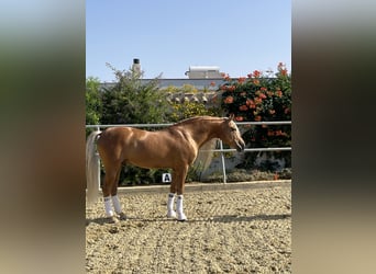 PRE Mix, Stallion, 9 years