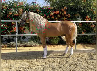 PRE Mix, Stallion, 9 years