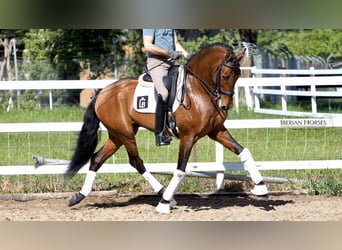 PRE, Stallion, 9 years, 16.1 hh, Bay
