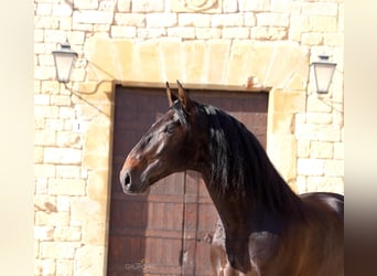 PRE, Stallion, 5 years, 16.2 hh, Bay-Dark