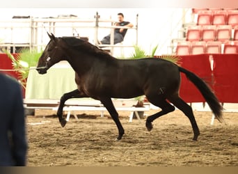 PRE, Stallion, 5 years, 16.2 hh, Bay-Dark