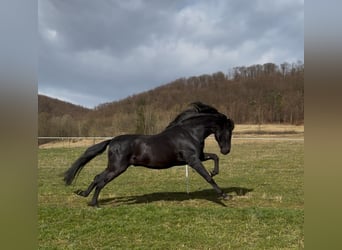 PRE, Stallion, 21 years, 15,3 hh, Black