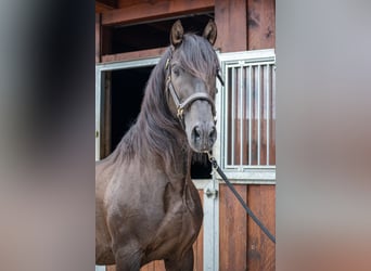 PRE, Stallion, 18 years, 15,1 hh, Black