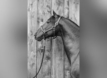 PRE, Stallion, 18 years, 15,1 hh, Black
