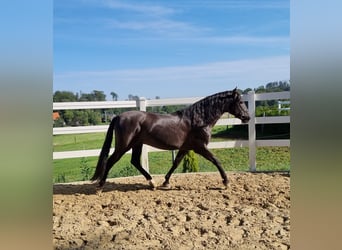 PRE, Stallion, 17 years, 15.1 hh, Black