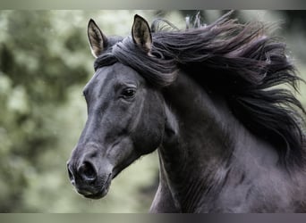 PRE, Stallion, 7 years, 15,2 hh, Black