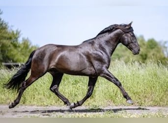 PRE, Stallion, 7 years, 15,2 hh, Black